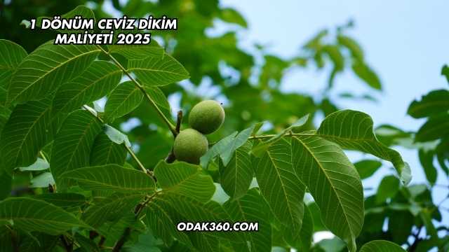 1 Dönüm Ceviz Dikim Maliyeti 2025