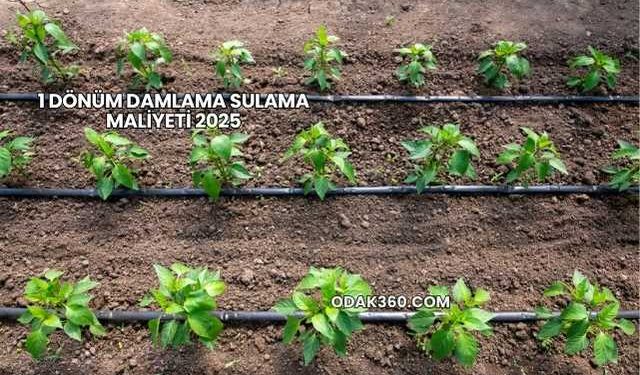 1 Dönüm Damlama Sulama Maliyeti 2025