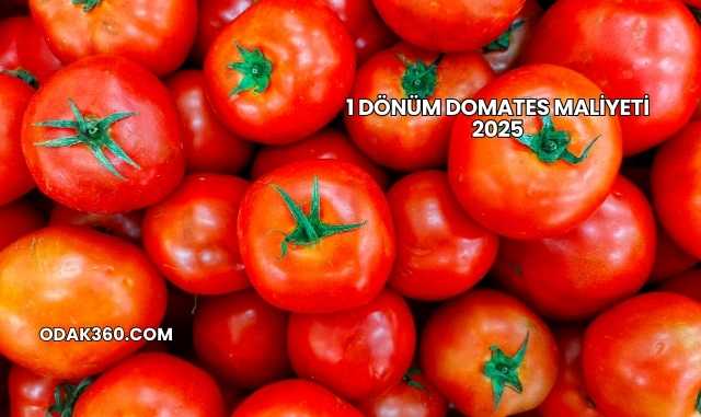 1 Dönüm Domates Maliyeti 2025