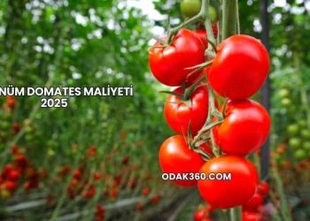 1 Dönüm Domates Maliyeti 2025