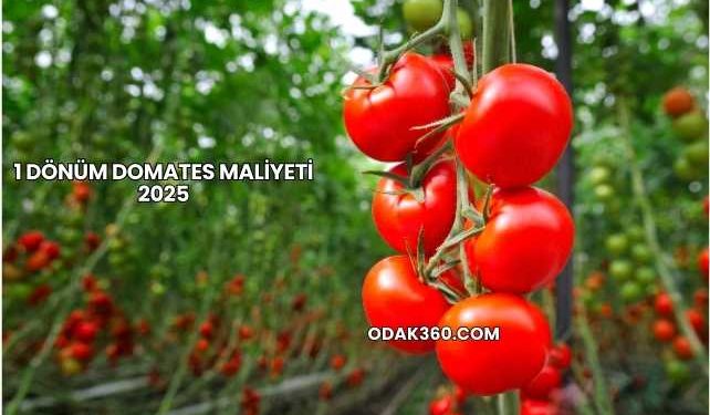 1 Dönüm Domates Maliyeti 2025