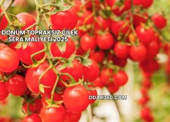 1 Dönüm Topraksız Çilek Sera Maliyeti 2025