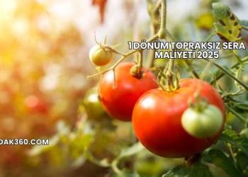 1 Dönüm Topraksız Sera Maliyeti 2025
