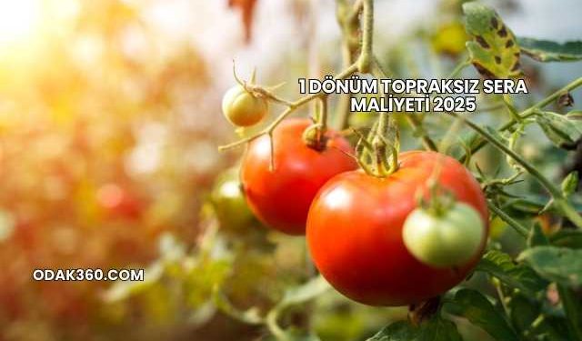 1 Dönüm Topraksız Sera Maliyeti 2025