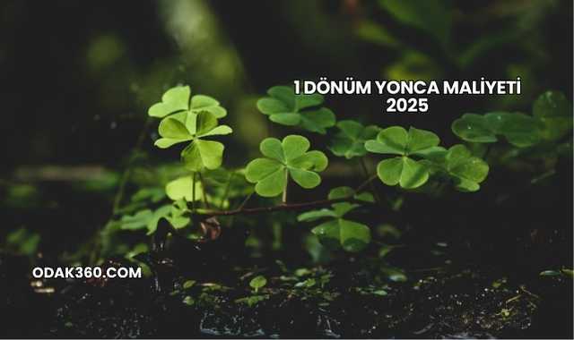 1 Dönüm Yonca Maliyeti 2025