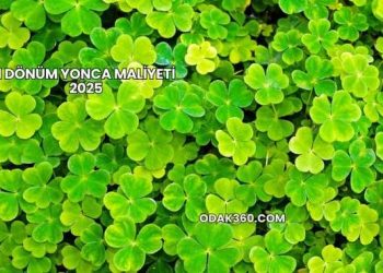 1 Dönüm Yonca Maliyeti 2025