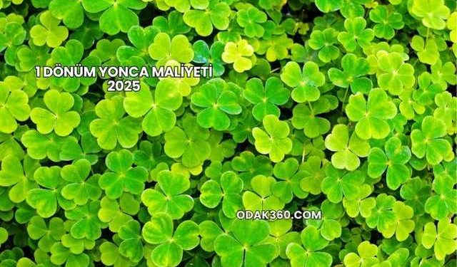 1 Dönüm Yonca Maliyeti 2025