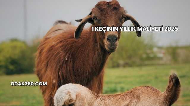1 Keçinin Yıllık Maliyeti 2025