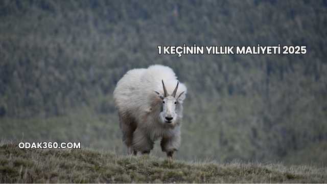 1 Keçinin Yıllık Maliyeti 2025