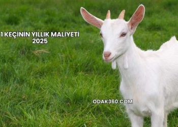 1 Keçinin Yıllık Maliyeti 2025