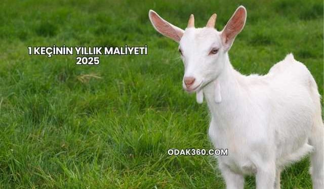 1 Keçinin Yıllık Maliyeti 2025