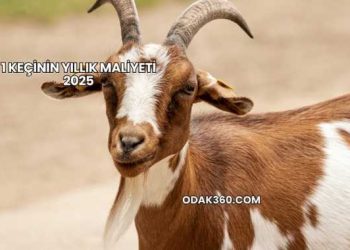 1 Keçinin Yıllık Maliyeti 2025