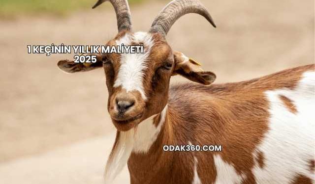 1 Keçinin Yıllık Maliyeti 2025