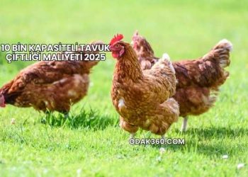 10 Bin Kapasiteli Tavuk Çiftliği Maliyeti 2025