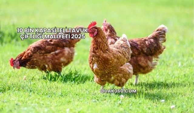 10 Bin Kapasiteli Tavuk Çiftliği Maliyeti 2025