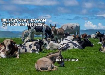 100 Büyükbaş Hayvan Çiftliği Maliyeti 2025