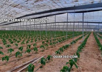1000 m2 Sera Maliyeti 2025