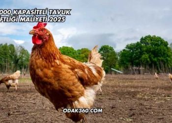 20.000 Kapasiteli Tavuk Çiftliği Maliyeti 2025