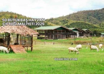 50 Büyükbaş Hayvan Çiftliği Maliyeti 2025