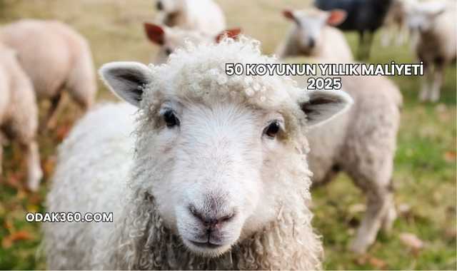 50 Koyunun Yıllık Maliyeti 2025