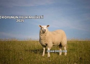 50 Koyunun Yıllık Maliyeti 2025