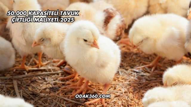 50.000 Kapasiteli Tavuk Çiftliği Maliyeti 2025