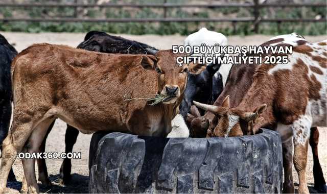 500 Büyükbaş Hayvan Çiftliği Maliyeti 2025