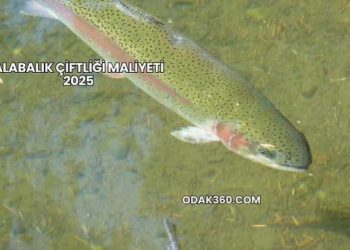 Alabalık Çiftliği Maliyeti 2025