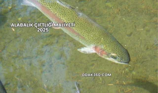 Alabalık Çiftliği Maliyeti 2025