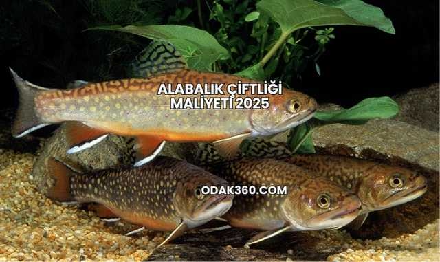 Alabalık Çiftliği Maliyeti 2025