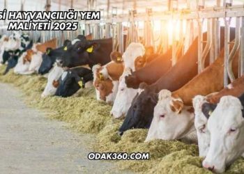 Besi Hayvancılığı Yem Maliyeti 2025