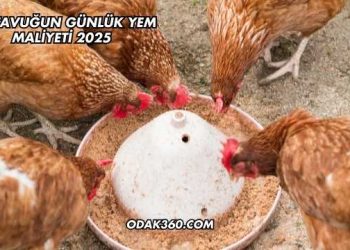 Bir Tavuğun Günlük Yem Maliyeti 2025