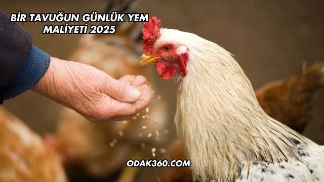 Bir Tavuğun Günlük Yem Maliyeti 2025