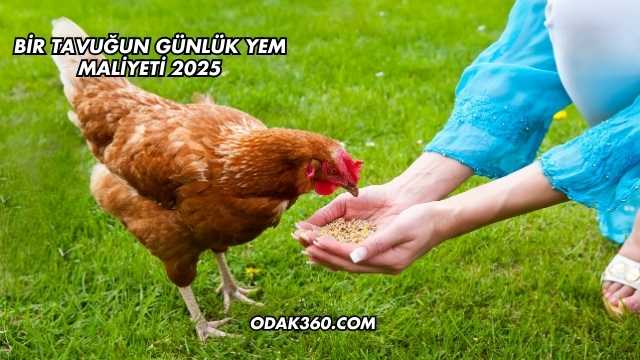 Bir Tavuğun Günlük Yem Maliyeti 2025