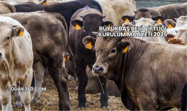 Büyükbaş Besi Çiftliği Kurulum Maliyeti 2025