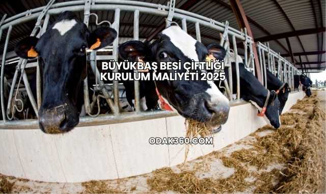 Büyükbaş Besi Çiftliği Kurulum Maliyeti 2025