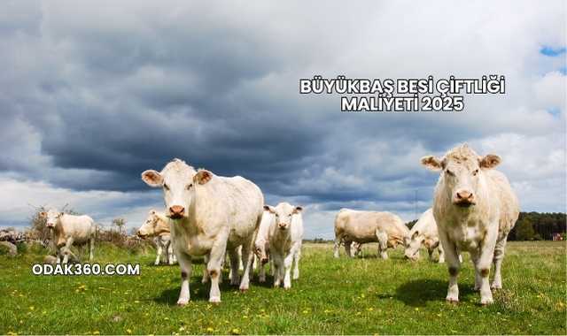Büyükbaş Besi Çiftliği Maliyeti 2025