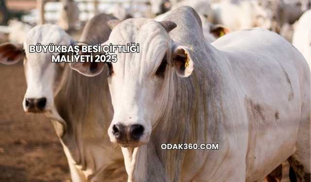 Büyükbaş Besi Çiftliği Maliyeti 2025