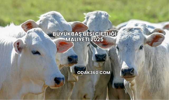 Büyükbaş Besi Çiftliği Maliyeti 2025