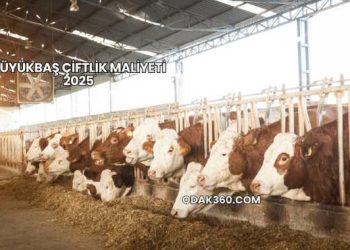 Büyükbaş Çiftlik Maliyeti 2025