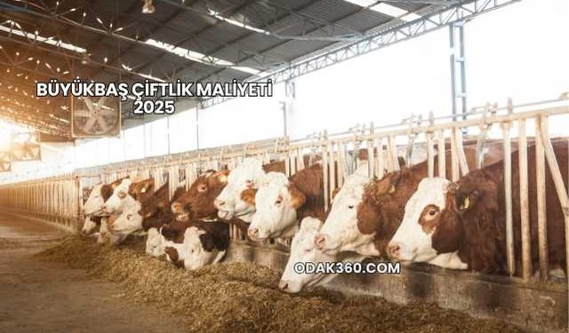 Büyükbaş Çiftlik Maliyeti 2025