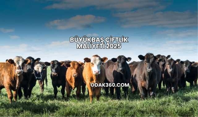 Büyükbaş Çiftlik Maliyeti 2025