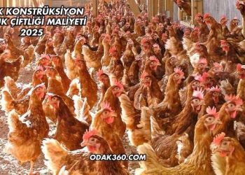 Çelik Konstrüksiyon Tavuk Çiftliği Maliyeti 2025