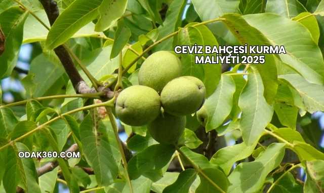 Ceviz Bahçesi Kurma Maliyeti 2025