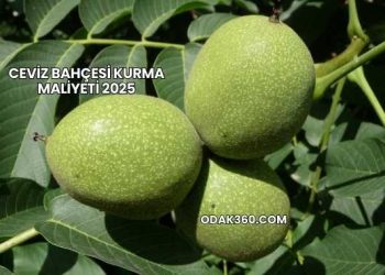 Ceviz Bahçesi Kurma Maliyeti 2025
