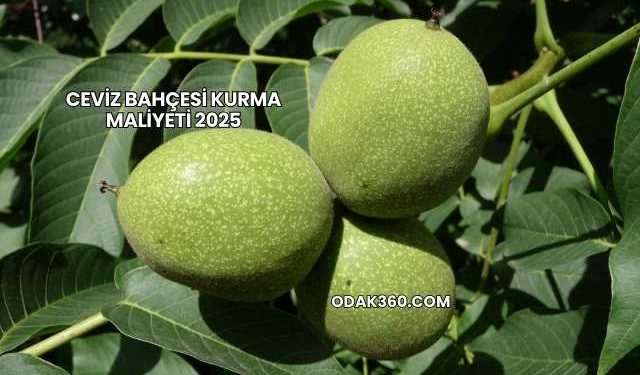 Ceviz Bahçesi Kurma Maliyeti 2025