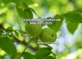 Ceviz Bahçesi Kurulum Maliyeti 2025