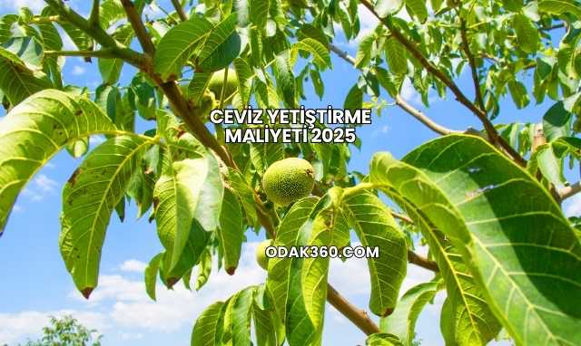 Ceviz Yetiştirme Maliyeti 2025