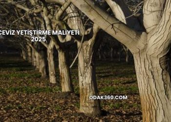 Ceviz Yetiştirme Maliyeti 2025