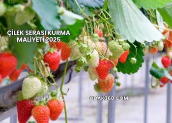 Çilek Serası Kurma Maliyeti 2025
